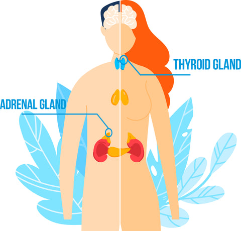 Adrenal, Mood, & Thyroid