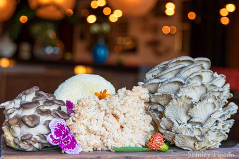 Medicinal Mushrooms - Island Health Hut