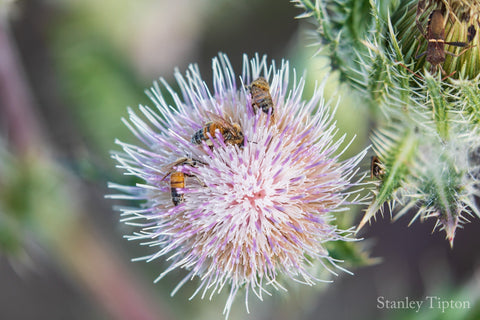 Why Manuka Honey? - Island Health Hut