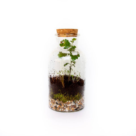 DIY Terrarium Kit - Island Health Hut