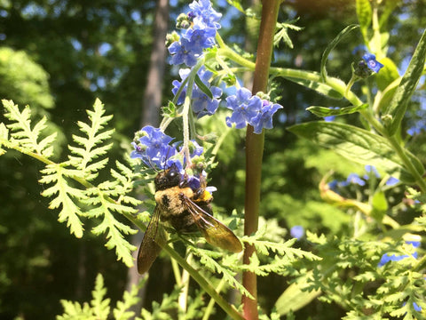 Honey Bee Habitat Grow Kit - Island Health Hut