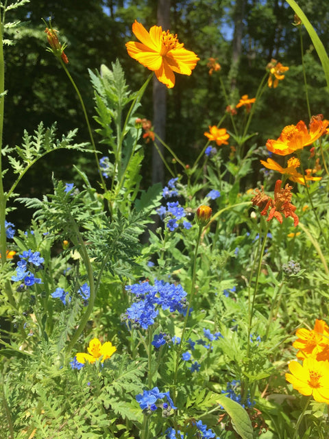 Honey Bee Habitat Grow Kit - Island Health Hut