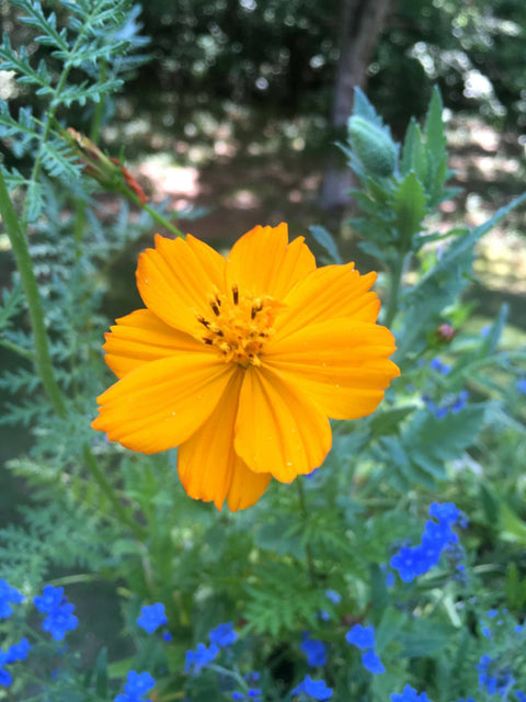 Honey Bee Habitat Grow Kit - Island Health Hut