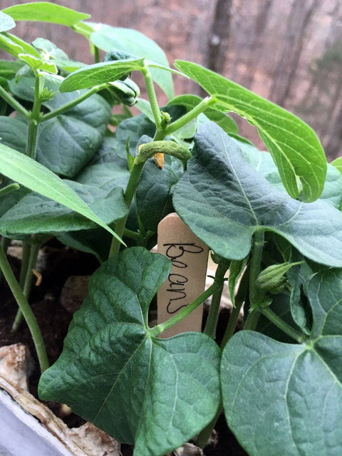 Little Fresh Veggie Garden Grow Kit - Island Health Hut