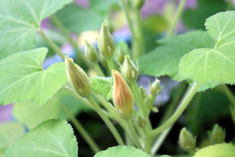 Little Fresh Veggie Garden Grow Kit - Island Health Hut